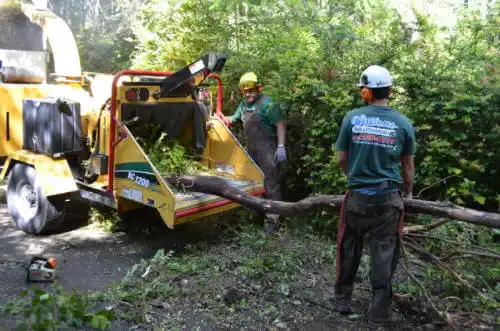 tree services Arivaca Junction